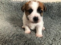 De La Tribu Des Beaux Lieux - Jack Russell Terrier - Portée née le 26/01/2021