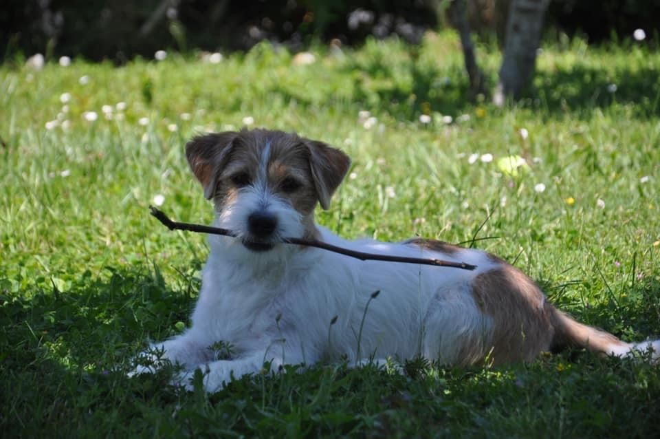 Nouvelles chiots nés chez nous 