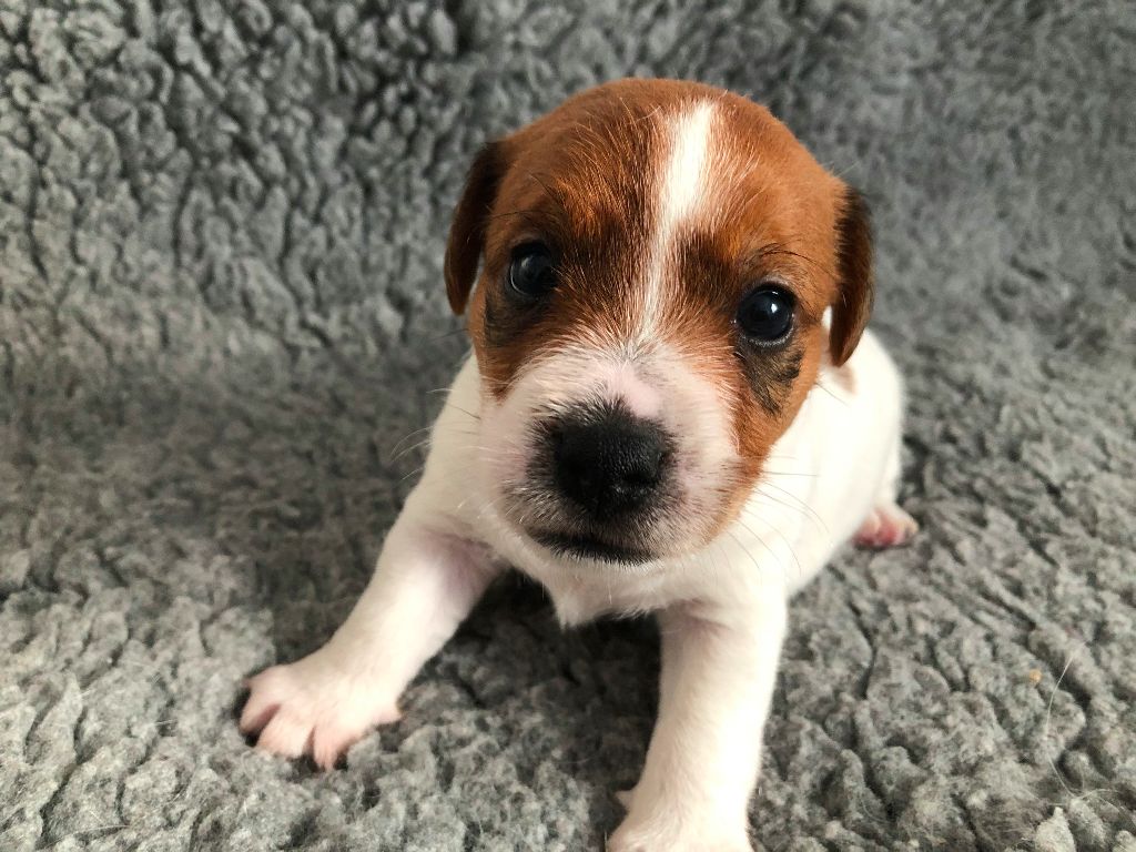 De La Tribu Des Beaux Lieux - Jack Russell Terrier - Portée née le 26/01/2021